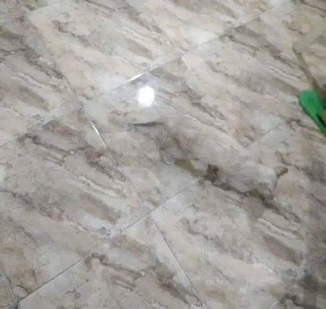 تصویری خنده‌دار از جایگزینی عجیب برای گربه