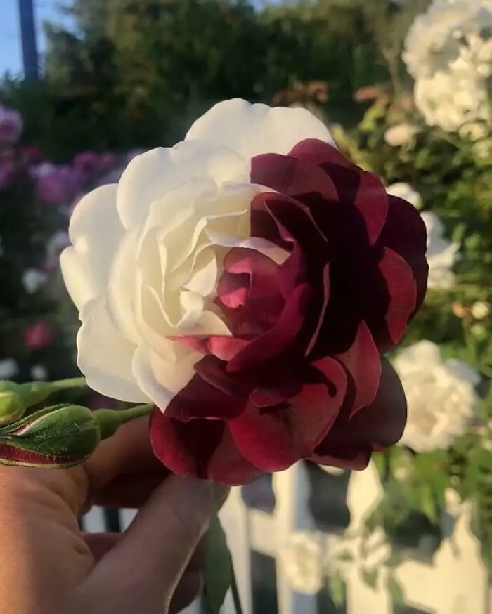 گل زیبای دو رنگ