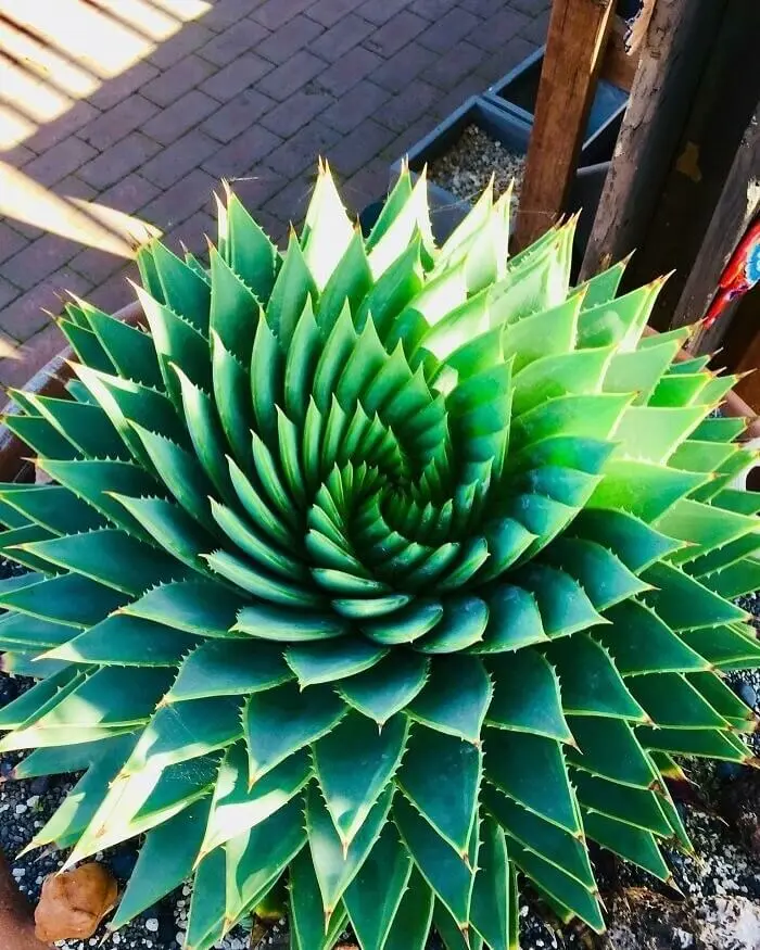 شب‌ یار مارپیچی (Spiral aloe)