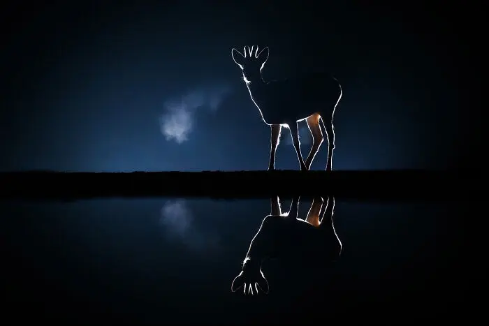 گوزن در تاریکی شب