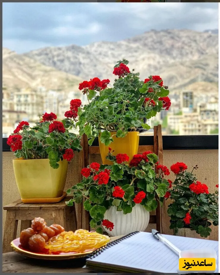 خانه مهراوه شریفی نیا