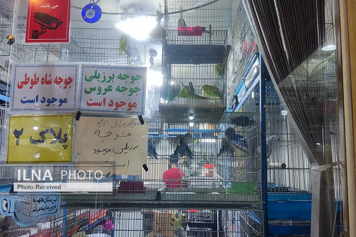 بازار پرندگان خلیج فارس (9)