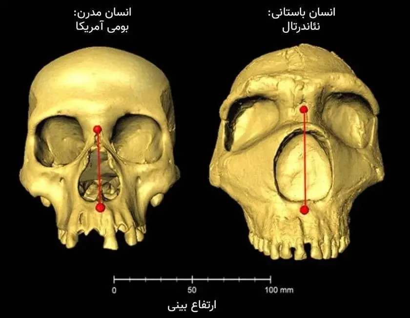 نئاندرتالها بینی بزرگی نسبت به انسان ها داشتند.