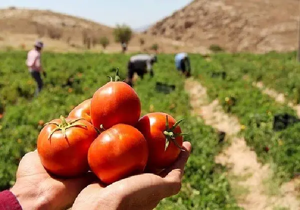 افزایش قیمت گوجه فرنگی/ جبران کمبودها با ورود محصول مزارع بوشهر