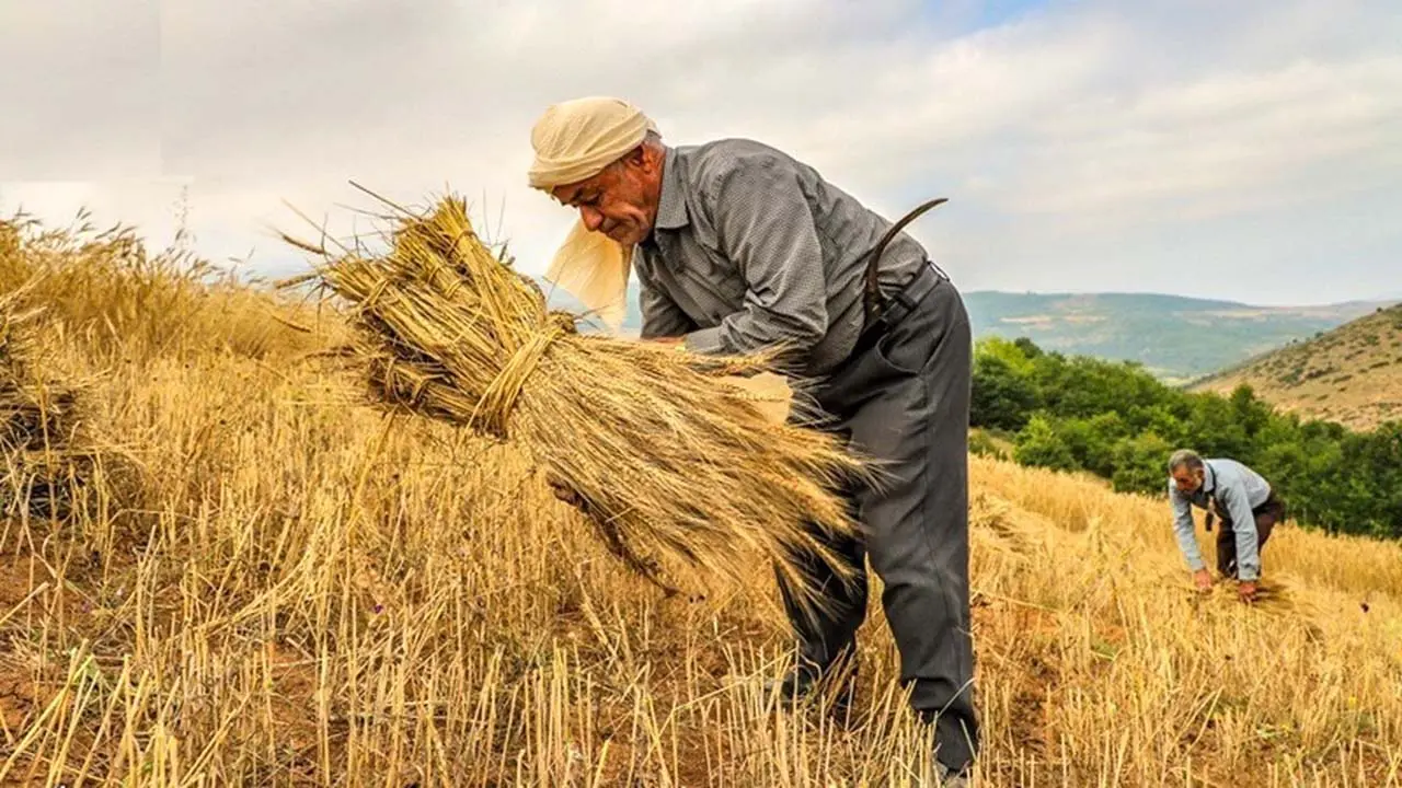 گندمکار - گندمکاران - کشاورز - کشاورزان - زمین زراعی - کشت گندم - برداشت گندم