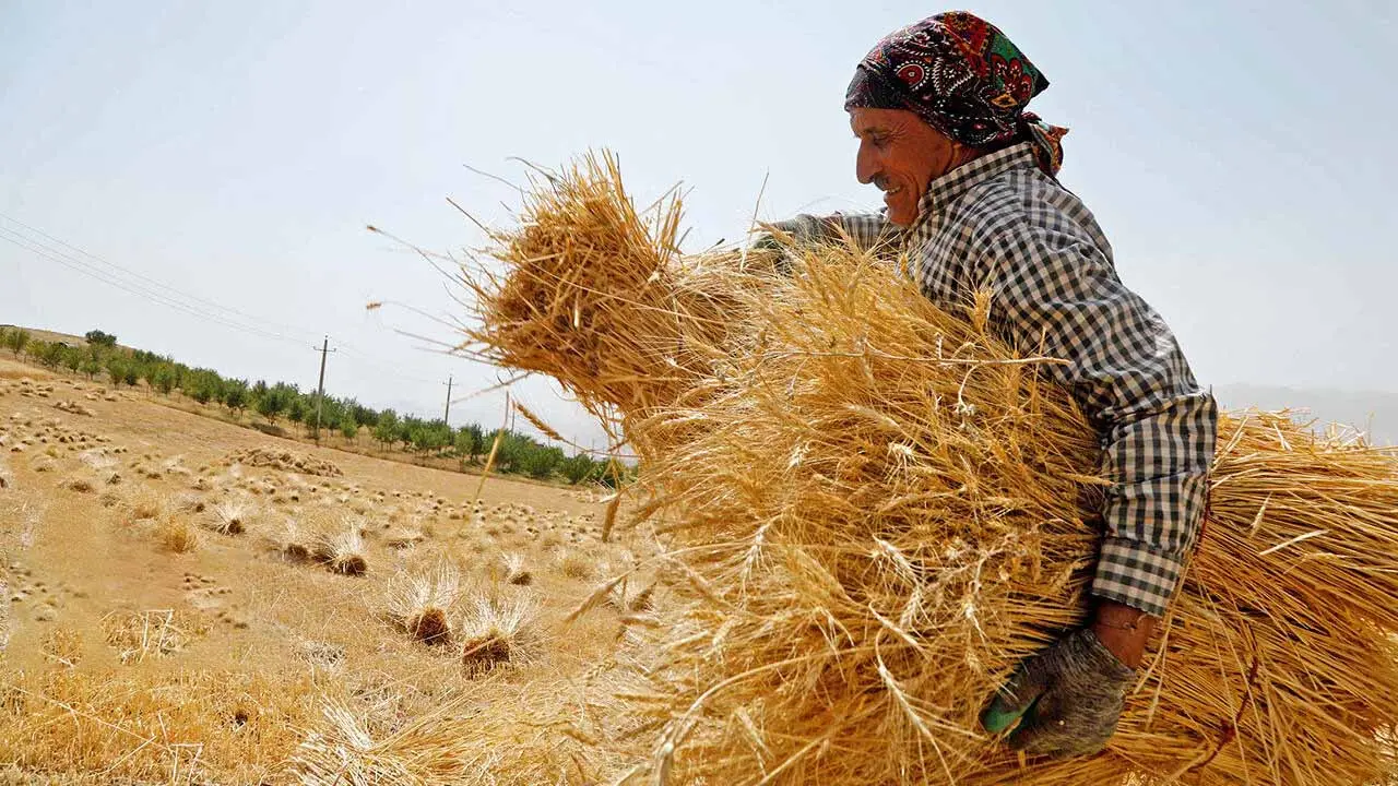 گندمکار - گندمکاران - کشاورز - کشاورزان - زمین زراعی - کشت گندم - برداشت گندم