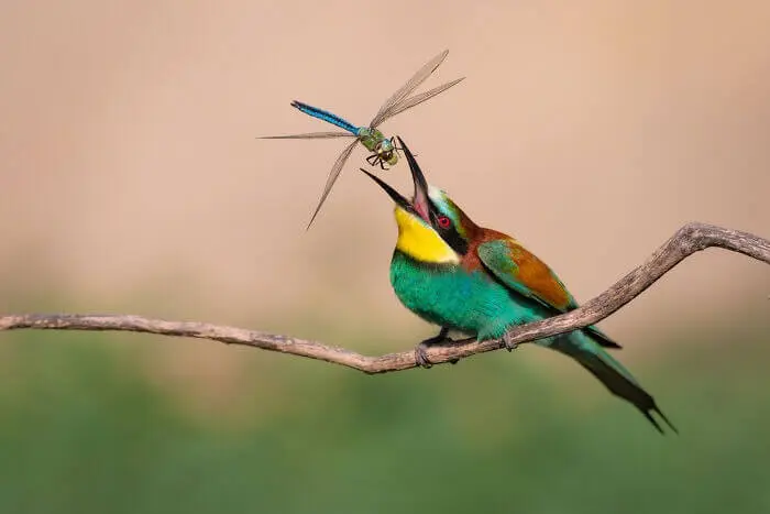 پرنده با دهان باز و حشره در کنار هم
