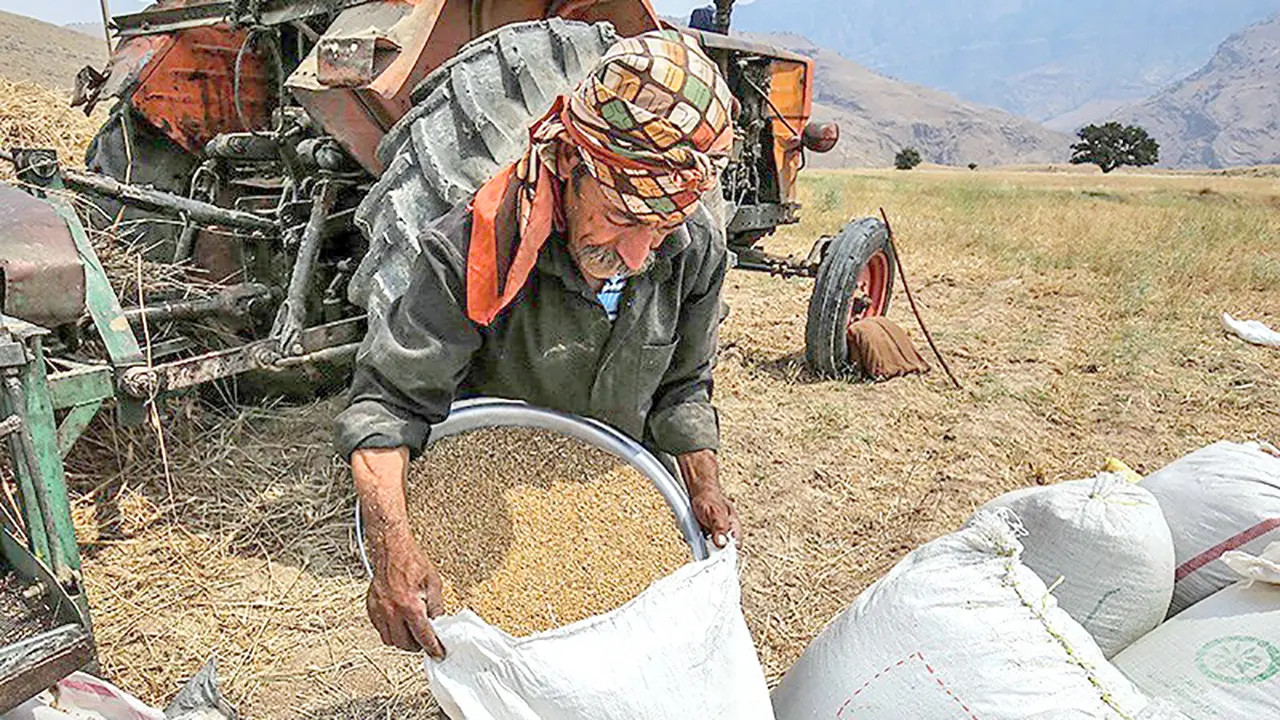 گندمکار - گندمکاران - کشاورز - کشاورزان - زمین زراعی - کشت گندم - برداشت گندم - تراکتور