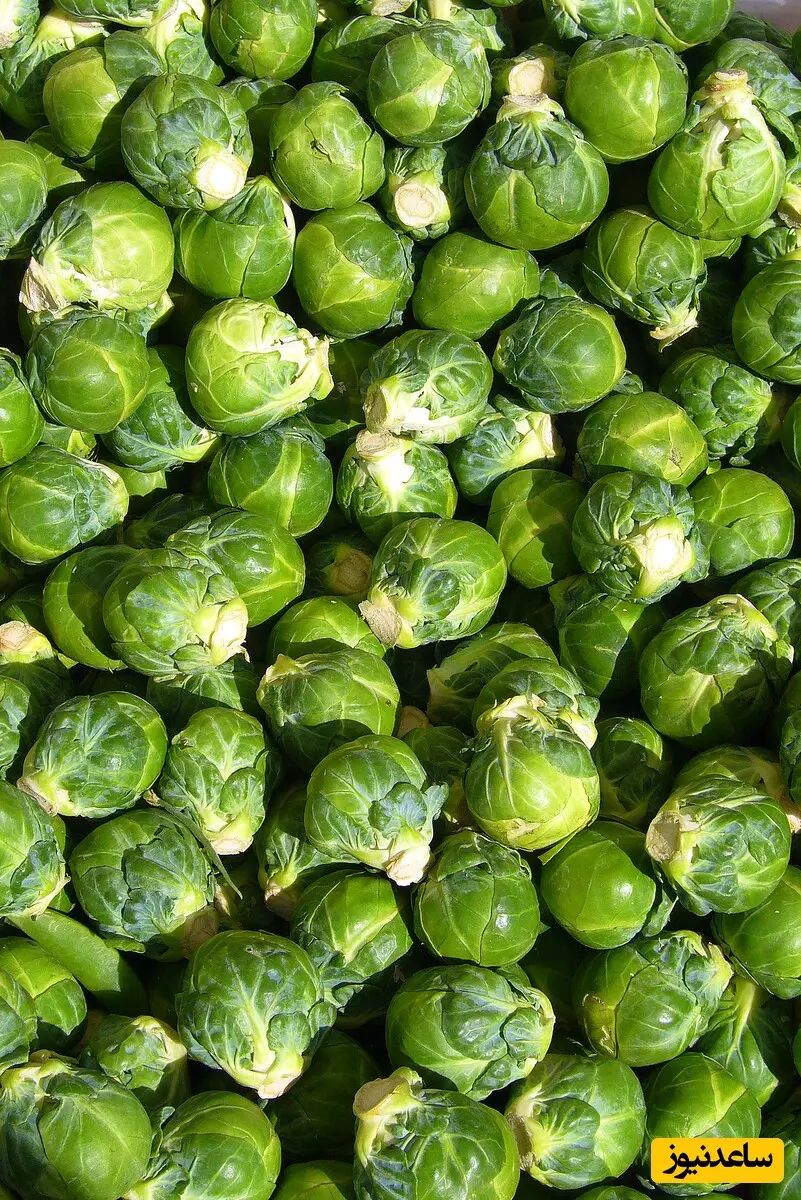کلم بروکسل