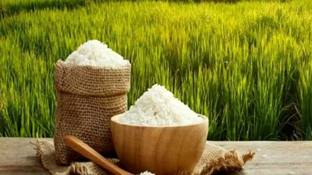 دولت برای خرید برنج شمال دست به جیب شد