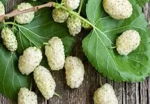 کنترل دیابت و شفافیت پوست با این میوه بهاری شگفت‌انگیز