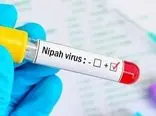 ویروس نیپا، یک بیماری واگیردار مرگبار با سرعتی عجیب در حال انتشار است