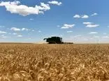 50 هزار میلیارد تومان دیگر بابت خرید گندم به کشاورزان پرداخت می‌ شود