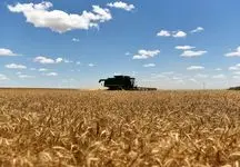 منتظر گران شدن غلات باشیم/ جهش قیمت گندم با خروج روسیه از توافق دریای سیاه