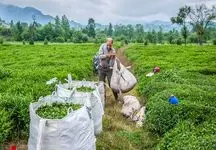 صادرات 21.6 میلیون دلاری چای