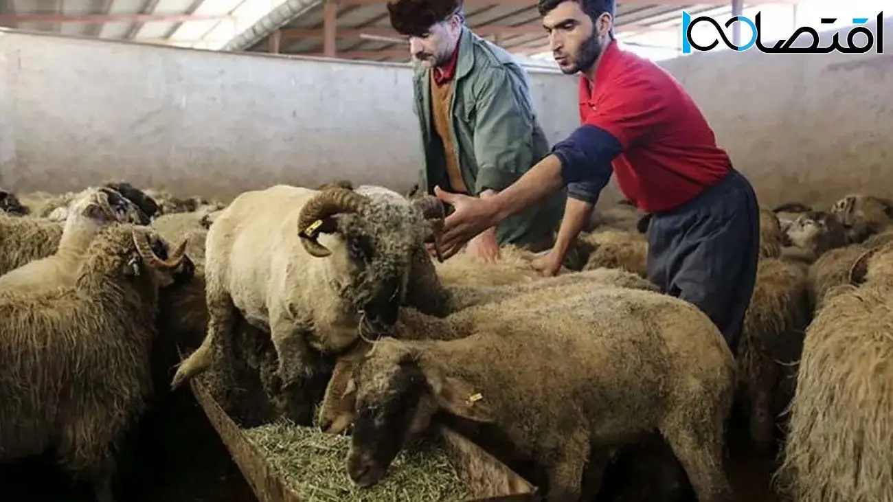 قیمت گوسفند زنده امروز دوشنبه ۱۴ خرداد ۱۴۰۳ 