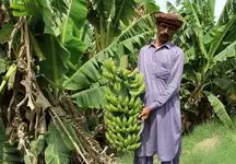وعده موزی وزیر کشاورزی / از واردات بی نیاز می شویم؟