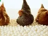دلیل آغاز واردات تخم مرغ نطفه‌دار مرغ‌گوشتی چیست؟