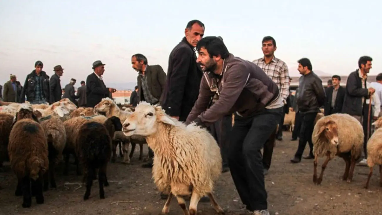 عوارض ۱۶ هزار تومانی صادرات دام سود این صادرات را از بین میبرد