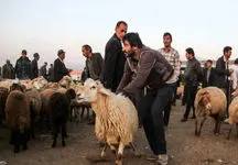 عوارض ۱۶ هزار تومانی صادرات دام سود این صادرات را از بین میبرد