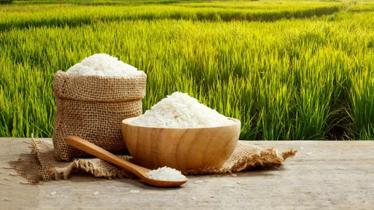 برنج ایرانی به روسیه رفت / از بازار برنج فروش ها چه خبر ؟!