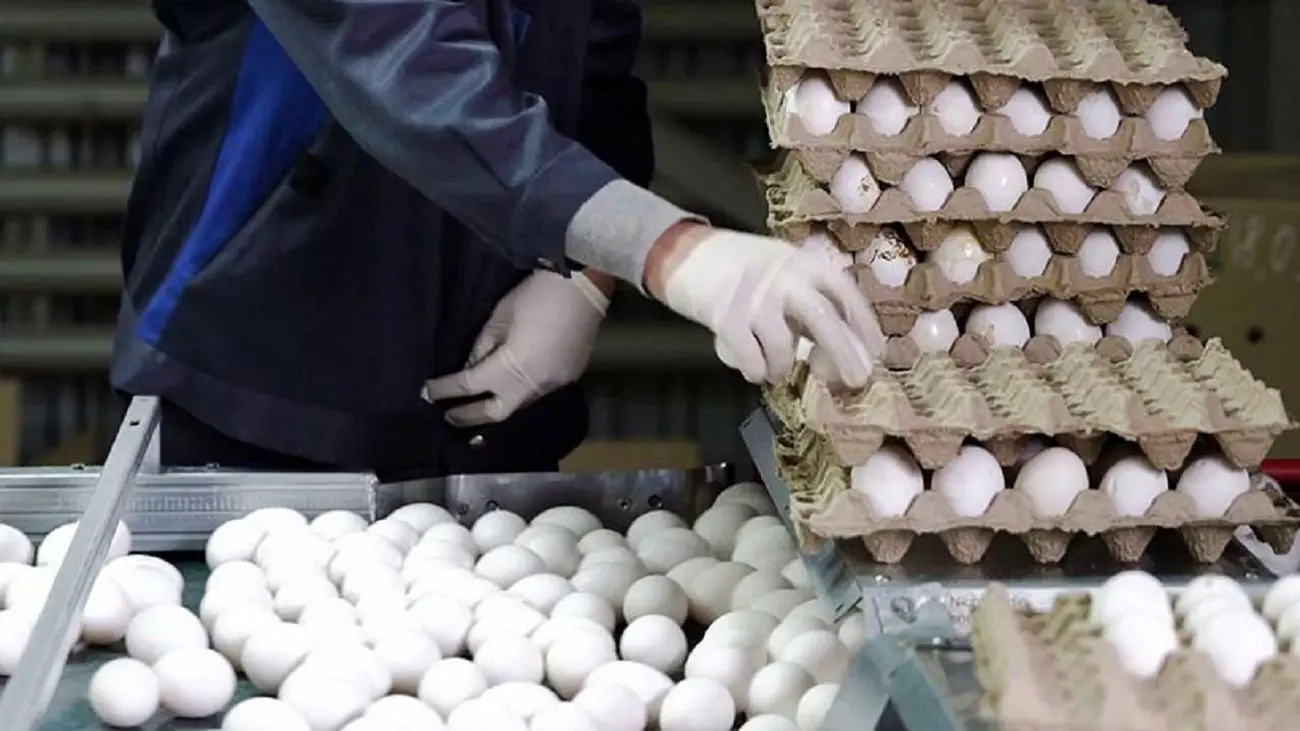 قیمت تخم مرغ تا پایان هفته گران تر می شود