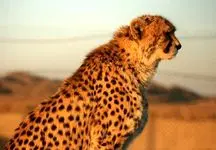 ناگفته هایی از پیروز و چالش‌‌های عجیب یوزپلنگ ایرانی