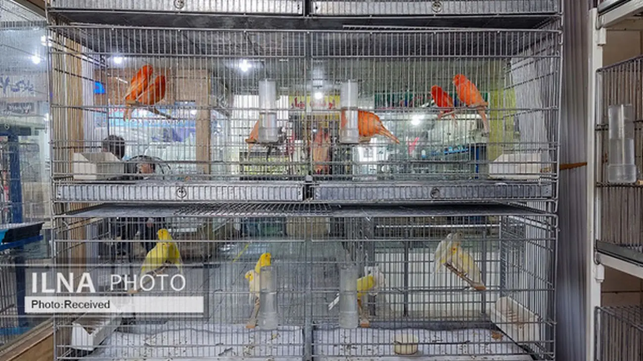 پرنده های میلیونی تهران را از اینجا بخرید
