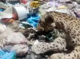 یک فاجعه عجیب: لاشه پلنگ‌ دنا در میان زباله