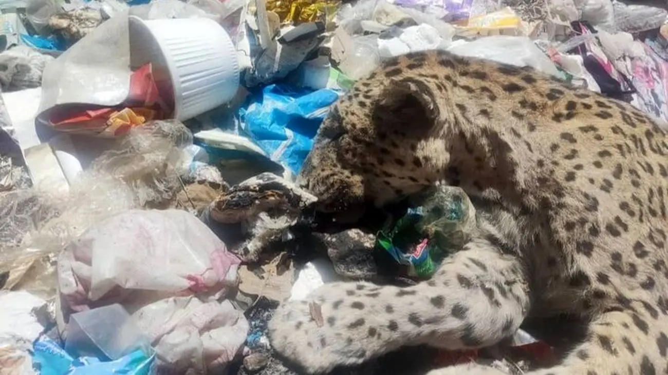 یک فاجعه عجیب: لاشه پلنگ‌ دنا در میان زباله