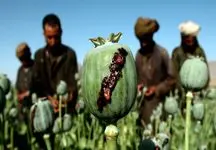 علت گرانی تریاک افغانستان چیست؟ / 10 برابر شد!