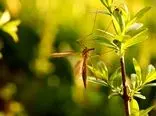 ۸ گیاهی که پشه‌ها را از حیاط شما دور می‌کند