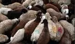 قیمت نهایی دام زنده دولتی برای قربانی کردن در عید قربان