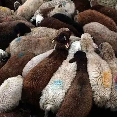 قیمت نهایی دام زنده دولتی برای قربانی کردن در عید قربان