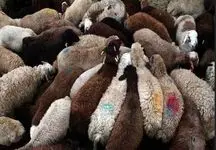 قیمت نهایی دام زنده دولتی برای قربانی کردن در عید قربان