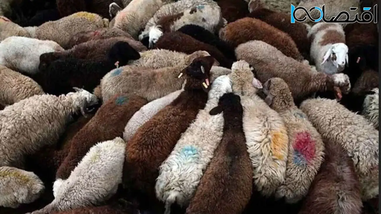 قیمت نهایی دام زنده دولتی برای قربانی کردن در عید قربان