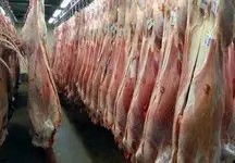 عرضه گوشت قرمز به قیمت سال گذشته؟ /میزان واردات روزانه گوشت اعلام شد!