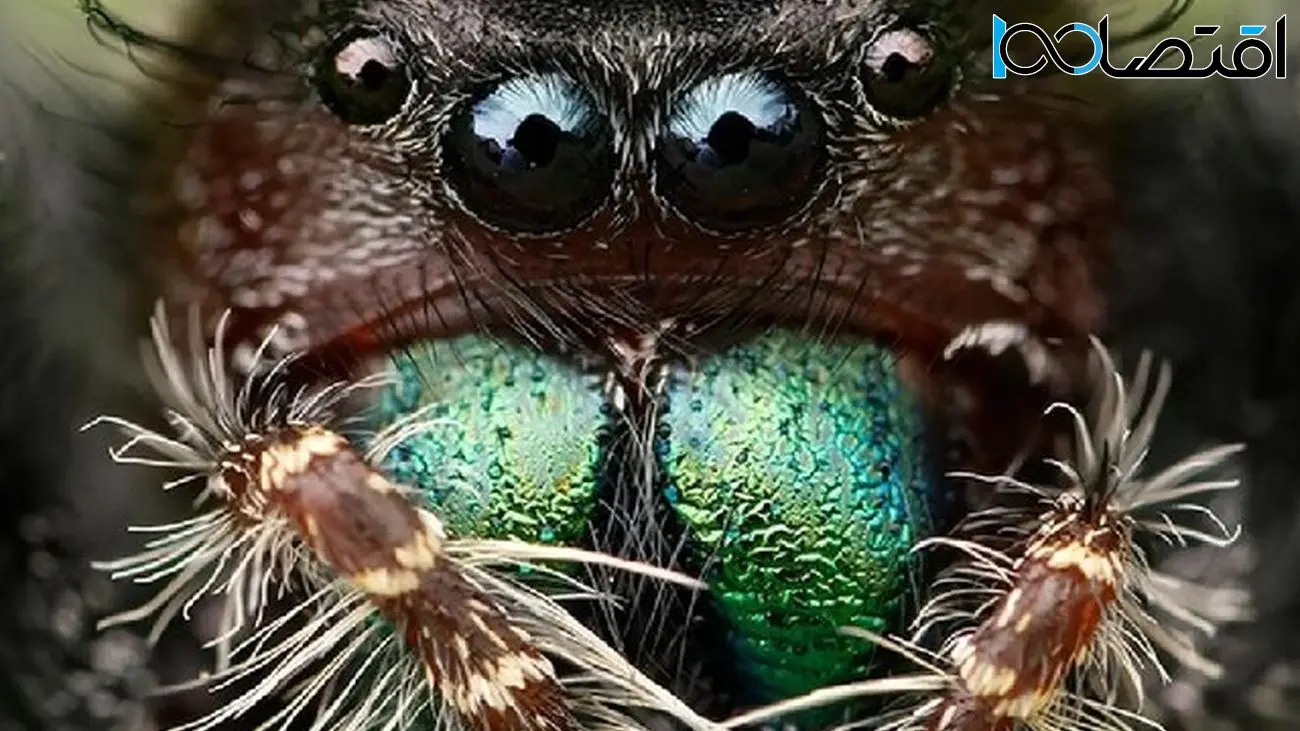 گرسنگی عنکبوت‌ها را نابینا می‌کند