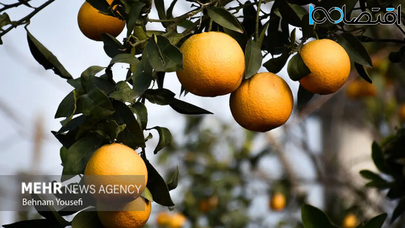 دروغ در روز روشن! صادرات پرتقال ایرانی به چین؟