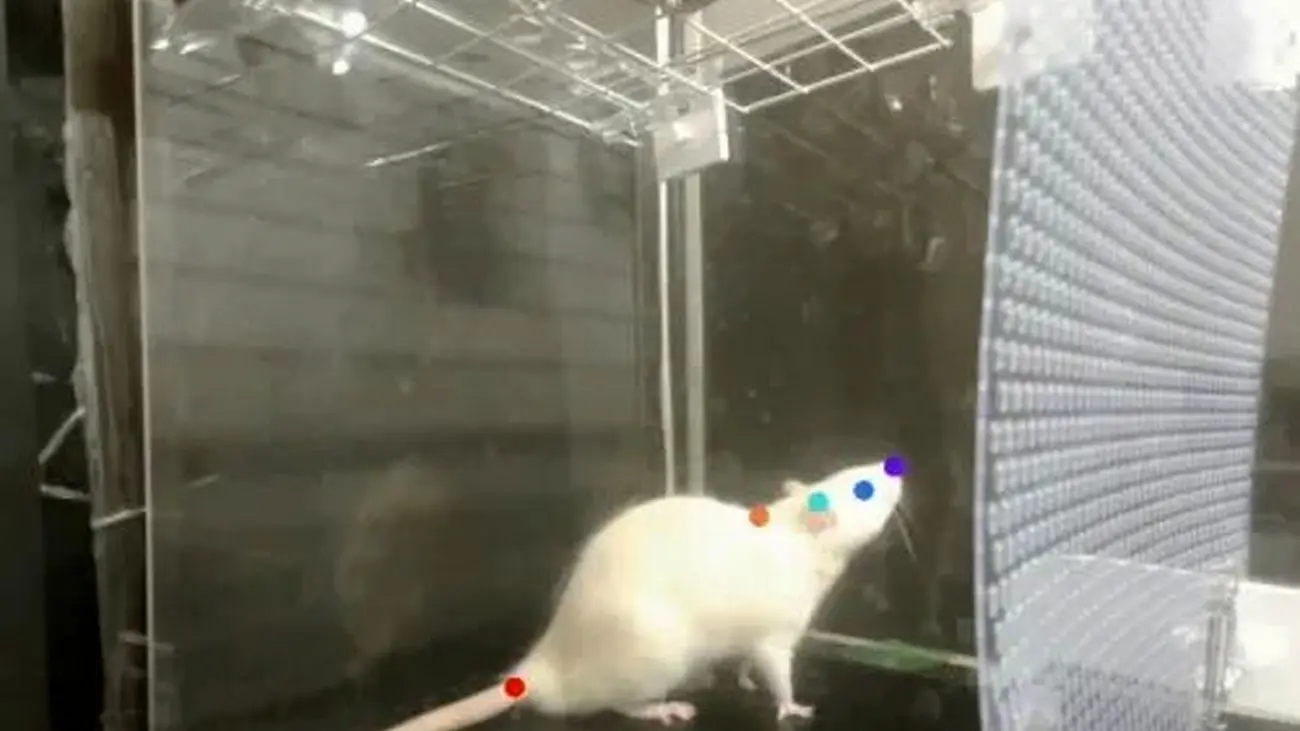 موش‌ها نیز هنگام شنیدن موسیقی سر خود را تکان می‌دهند!