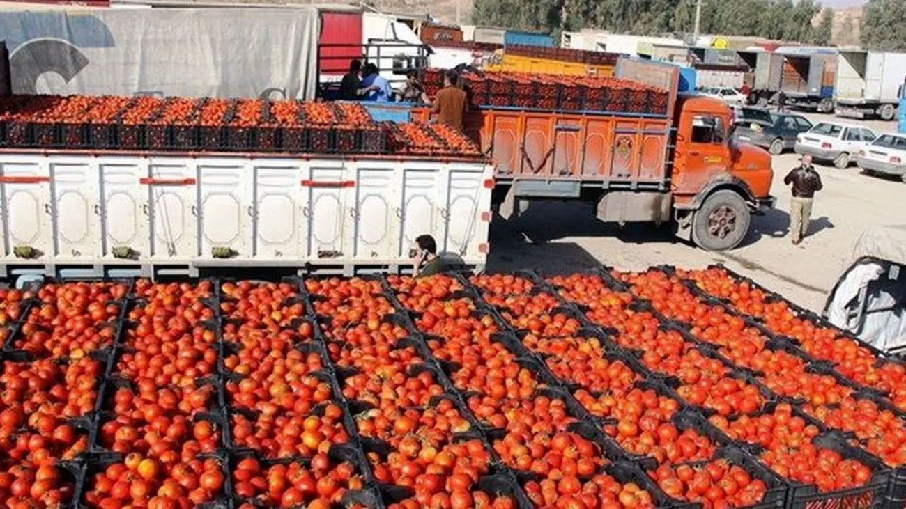 ذوق زدگی بازار از گوجه فرنگی هایی که 50هزارتومانی نیست