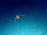 دانشمندان برای اولین‌بار از یک عروس دریایی که همنوع خود را می‌خورد، فیلم گرفتند [تماشا کنید]