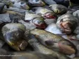 سود ۳۰۰ درصدی ماهی به جیب چه کسی می رود؟