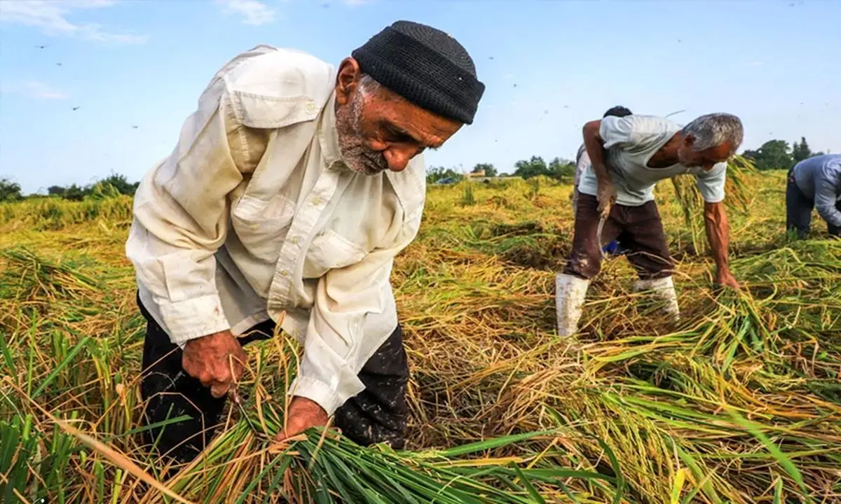  پاداش‌ جذاب وزارت نیرو برای کشاورزان