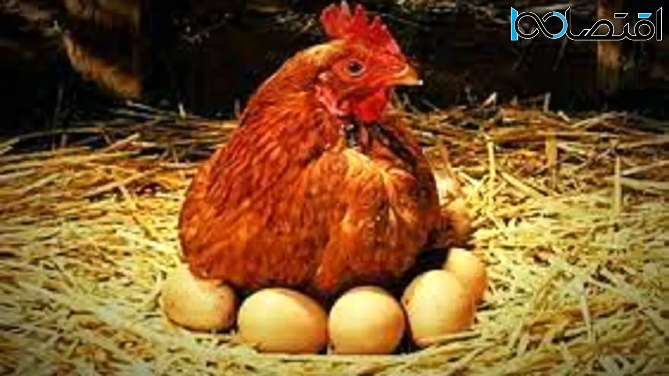 فروش تخم مرغ درب واحدهای تولیدی زیر قیمت مصوب/ ۳۰ هزار تن تخم مرغ صادر شد