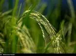 افزایش نرخ خرید توافقی برنج پرمحصول در مازندران