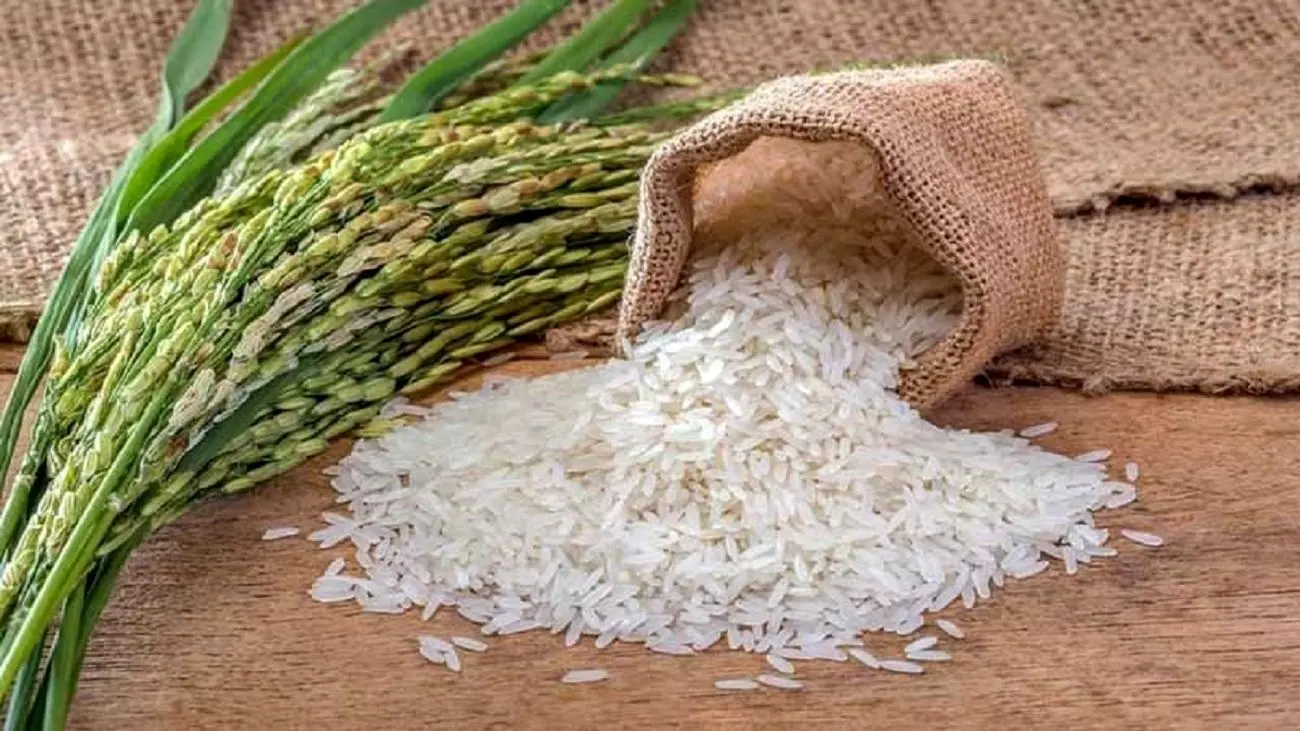 واردات ۸۰۰ هزار تن برنج خارجی استارت خورد