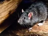 کشف یک ماده شیمیایی برای فریب موش‌های مزاحم!