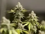 «گل » سومین مخدر مصرفی در کشور
