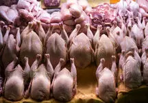 قیمت جدید مرغ در بازار 